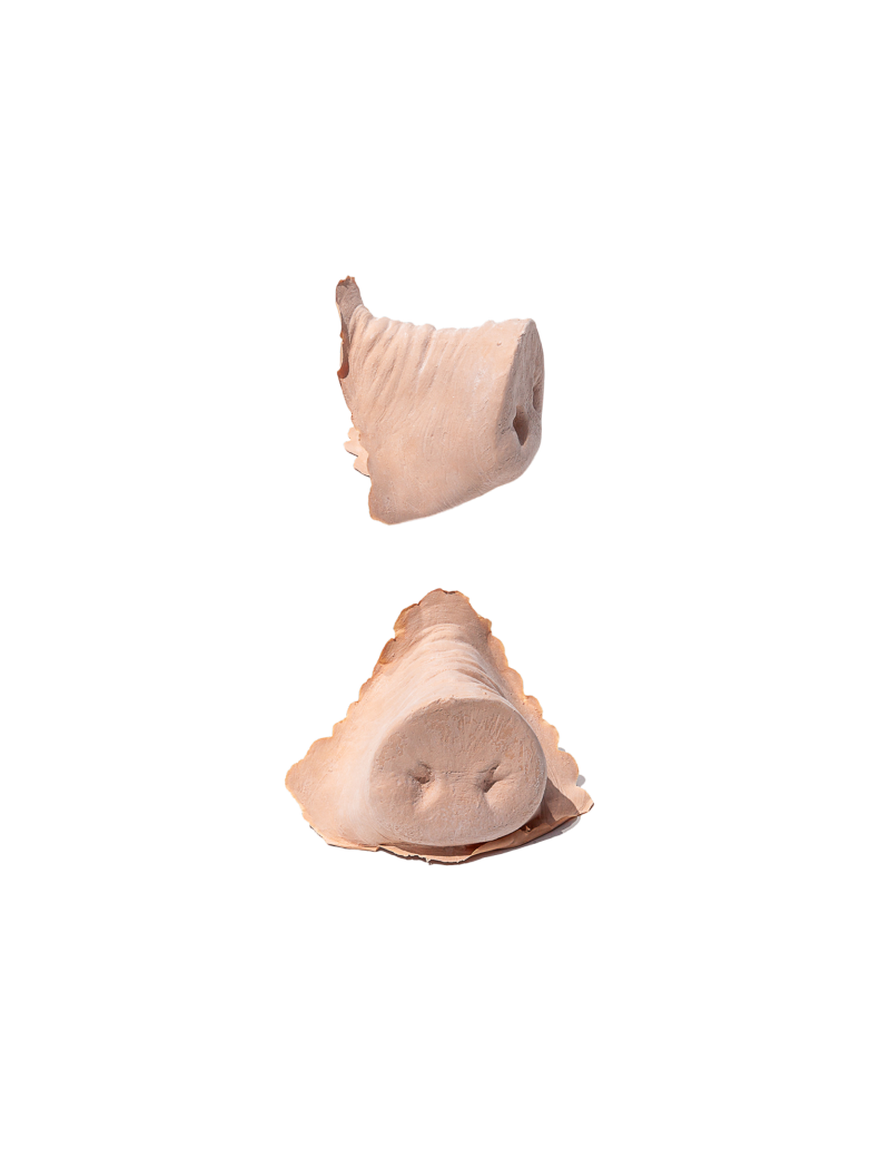 PXP Latex varkensneus