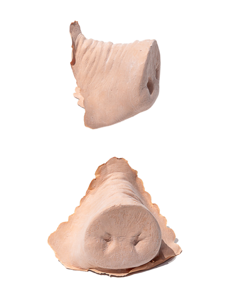 PXP Latex varkensneus